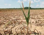 drought t maize