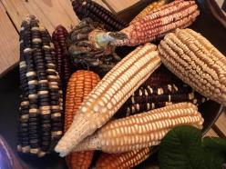 heirloom mexican corn 